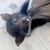 BabyBats :iconbabybats:
