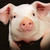 baldpiglet :iconbaldpiglet: