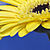 bandgeekx34 :iconbandgeekx34:
