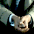 banspurpleboxers :iconbanspurpleboxers: