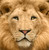:iconbasil-lion: