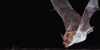 Bat-Lovers's avatar