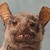 Bats-N-Nova :iconbats-n-nova:
