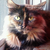 BCRCfanVET :iconbcrcfanvet: