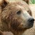 bear :iconbear: