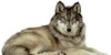 Beautiful-wolves's avatar