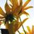 bellanoche8709 :iconbellanoche8709: