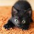 bellumart :iconbellumart: