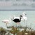 bflamingos :iconbflamingos: