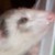 BigMacintosh-Eclipse :iconbigmacintosh-eclipse: