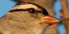 Bird-Photographers's avatar