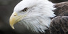 :iconbirds-of-prey-art: