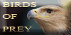 :iconbirds-of-prey-club: