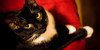 Black-Cat-Cognizance's avatar