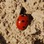 :iconblack-ladybird: