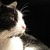 BlackenWhiteCat :iconblackenwhitecat: