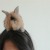 BlackVan :iconblackvan: