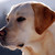 bleuzaille :iconbleuzaille: