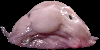 Blobfishies's avatar