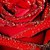 BloodyxRose7 :iconbloodyxrose7: