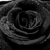 :iconblue-black-rose: