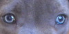 Blue-eyed-dogs's avatar