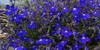 :iconblue-flowers-blue: