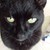 BluetKats :iconbluetkats: