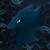 bluewolf2411 :iconbluewolf2411: