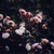 BluexPaleMoon :iconbluexpalemoon: