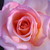 BMaudeH :iconbmaudeh: