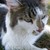 bobekite :iconbobekite: