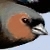 bofink :iconbofink:
