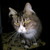 bond674 :iconbond674: