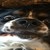 Bonniebunny600 :iconbonniebunny600: