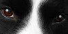 BorderCollie-Fanclub's avatar