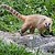 :iconboredcoati: