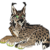 boxcarr :iconboxcarr: