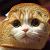 :iconbreadcatplz: