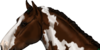 Bristolhorse's avatar