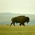 buffalojack48 :iconbuffalojack48:
