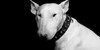 Bull-Terriers's avatar