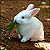 Bunniesandsheep :iconbunniesandsheep: