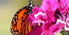 Butterfly-Bush's avatar