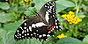 Butterfly-group's avatar