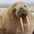 calcol28 :iconcalcol28: