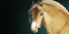 :iconcalipso-sport-horse: