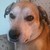 CalliesKennel :iconcallieskennel: