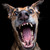 caninana :iconcaninana: