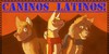 caninos-latinos's avatar